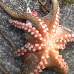 予定変更の姫路行き